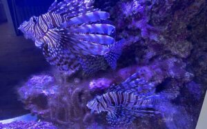 purple tinted aquarium with lionfish at marine science center daytona beach