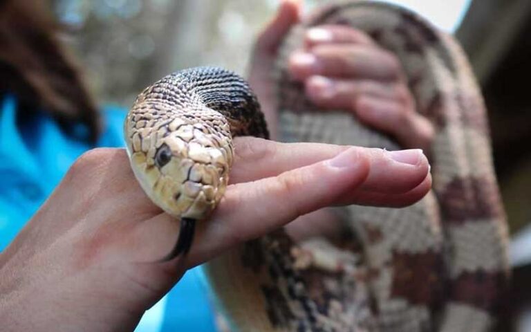 trainer holding snake at marine science center daytona beach