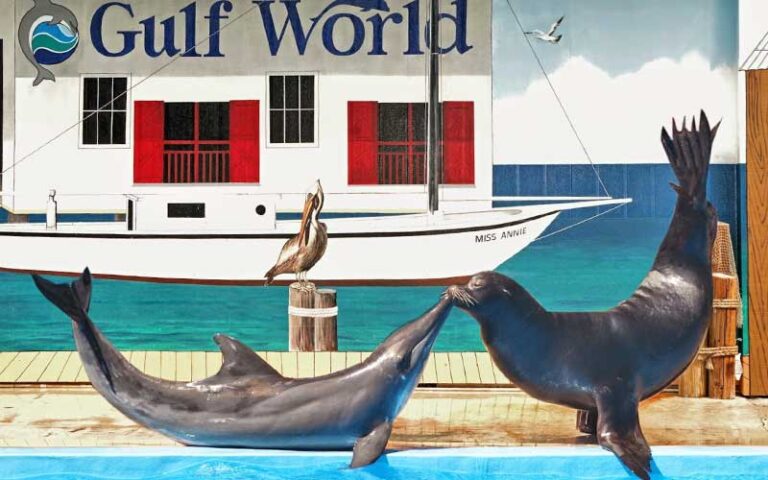 dolphin and seal performing tricks on tank edge at gulf world marine park panama city beach