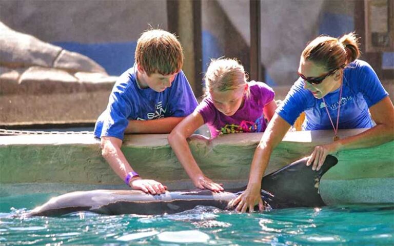 trainer with kids leaning into tank with hands on dolphin at gulf world marine park panama city beach