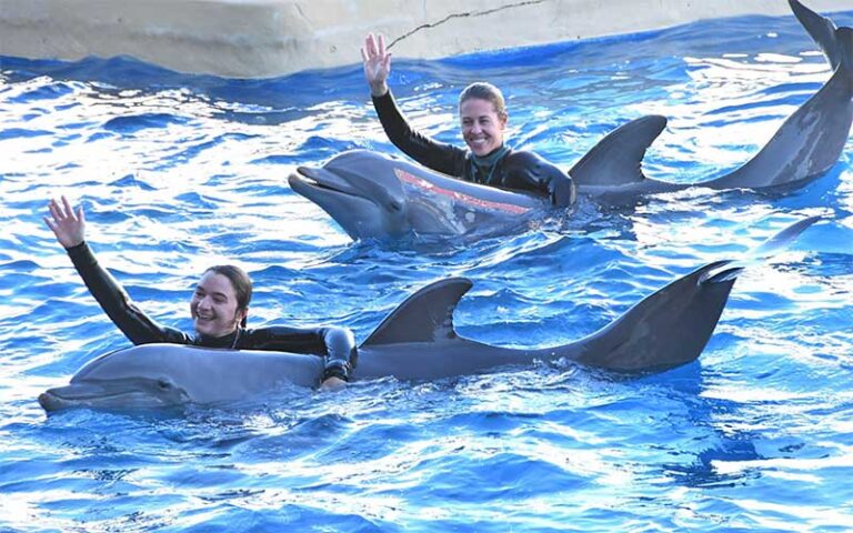 women in wetsuits swimming with dolphins in tank at gulf world marine park panama city beach