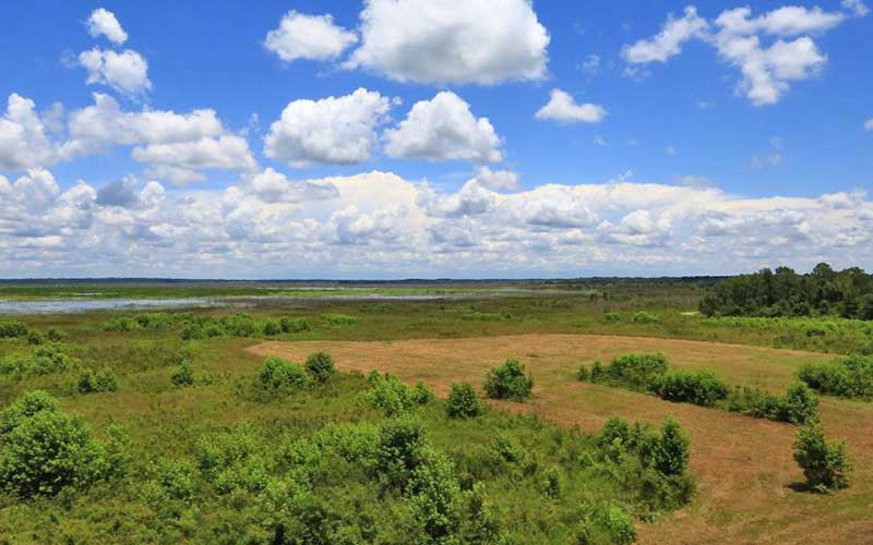 Paynes Prairie Preserve State Park | Wildlife Area near Gainesville