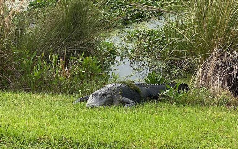 alligator lounging on bank of reedy pond at sweetwater wetlands park gainesville