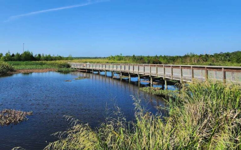 pond with boardwalk crossing over at sweetwater wetlands park gainesville