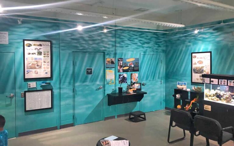 aquarium exhibit space with ocean murals at st lucie county aquarium fort pierce