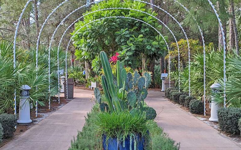 arched pathway with cacti and plants at port st lucie botanical gardens