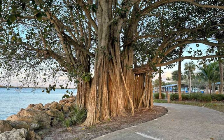 banyan trees along sidewalk overlooking bay at south causeway park fort pierce