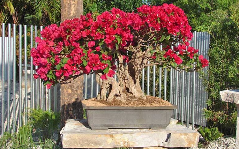 bonsai tree with red blooms on stone plinth at heathcote botanical gardens fort pierce