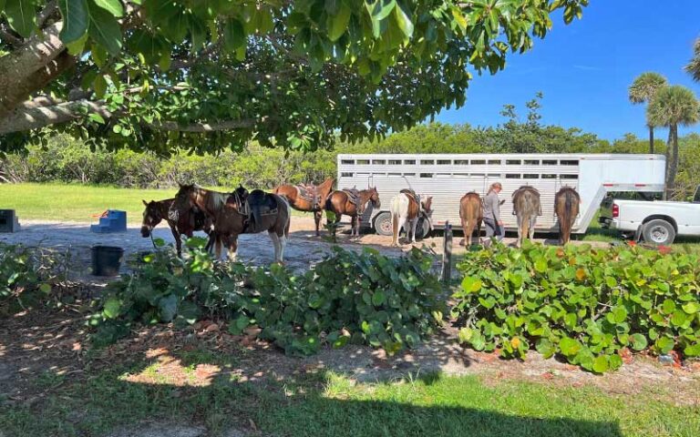 horse trailer with horses under shady tree at tours on horseback fort pierce