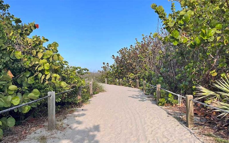 pathway through dunes with sea grape trees at blind creek beach fort pierce