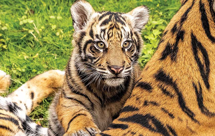 tiger cub with mom on grass at disney animal kingdom
