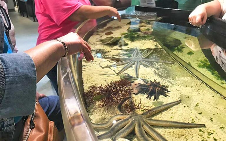 touch tank with hands and starfish at st lucie county aquarium fort pierce
