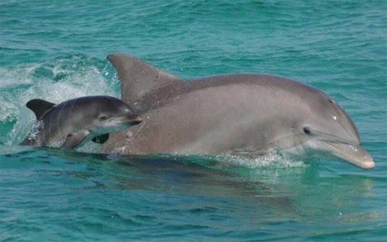 adult and baby dolphin swimming at southern star dolphin cruise destin
