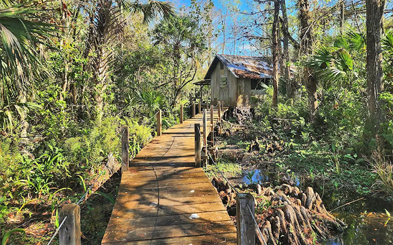 boardwalk through swamp area leading to cabin structure at fakahatchee strand preserve state park everglades