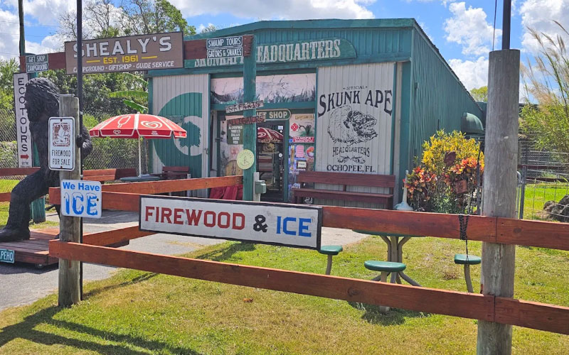exterior of roadside attraction with big foot statue at skunk ape headquarters ochopee
