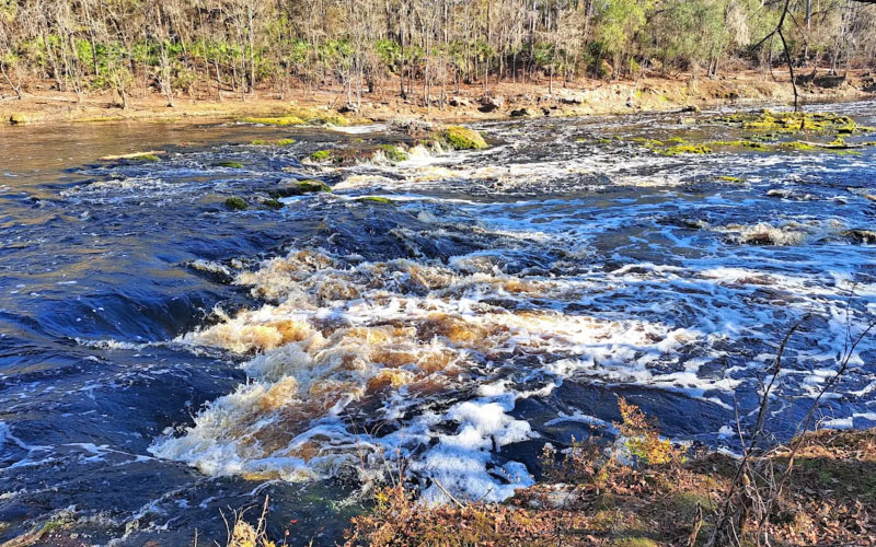 view from bank of creek with foaming rapids at big shoals state park white springs