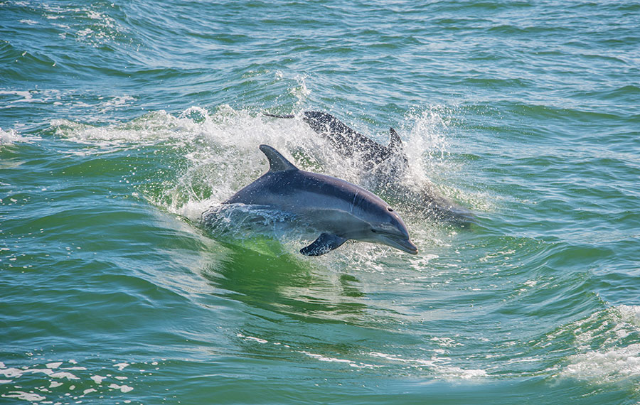 two dolphins swimming and jumping over waves in green ocean water