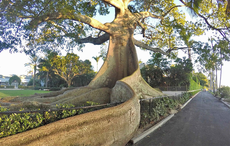 huge kapok tree with house and pathway along bay historic palm beach
