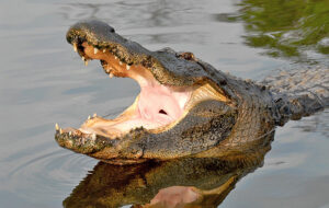 large alligator with mouth wide open bellowing in green pond at gatorland orlando