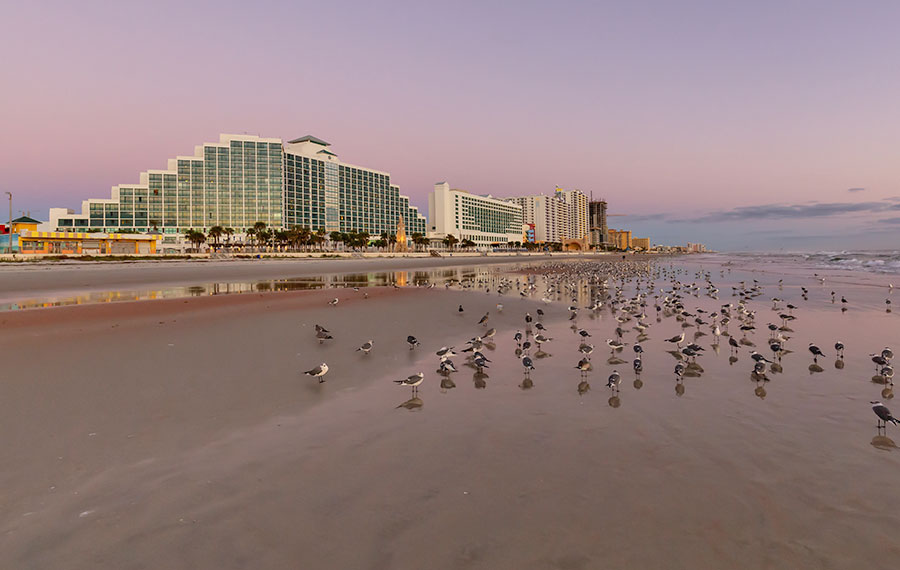 birds gathered on beach with condo buildings and dawn purple sky at daytona beach