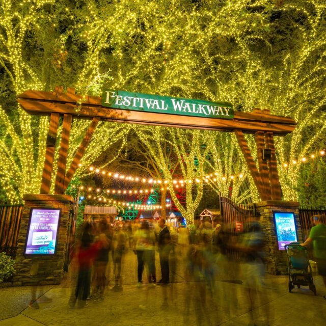 Experience Busch Gardens Tampa Bay winter wonderland featuring millions of twinkling lights, festive treats, holiday animal encounters, jolly rides and shows from Nov 14 - Jan 5, 2026 ✨