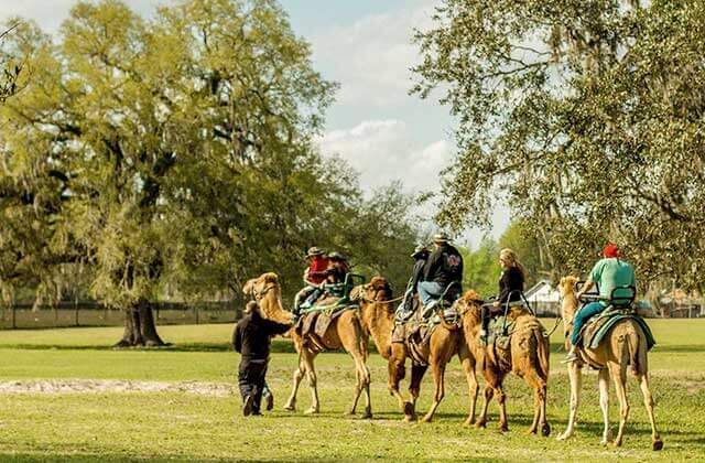 A rare and unique experience, Safari Wilderness Ranch is a world away from the hustle and bustle of civilization where you can view animals on camelback, drive-thru, ATV or kayak safari.
@safariwilderness