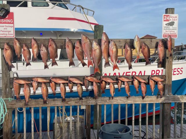 Local favorite Orlando Princess & Canaveral Princess Deep Sea Fishing Fleet offers Full Day, Half Day & Night Shark Fishing Charters. Come visit the Space Coast and experience the joy of hauling in the big one on one of our fully-equipped two-level fishing boats!
@princessfishingfleet