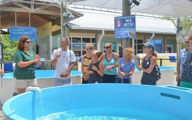 Located on one of the world’s most significant sea turtle nesting beaches, the Loggerhead Marinelife Center draws over 350,000 guests annually, offering free admission to ensure accessibility for all. The Center is renowned for its global conservation efforts, collaborating with over 90 organizations across six continents to promote ocean health.
@loggerheadmarinelifecenter