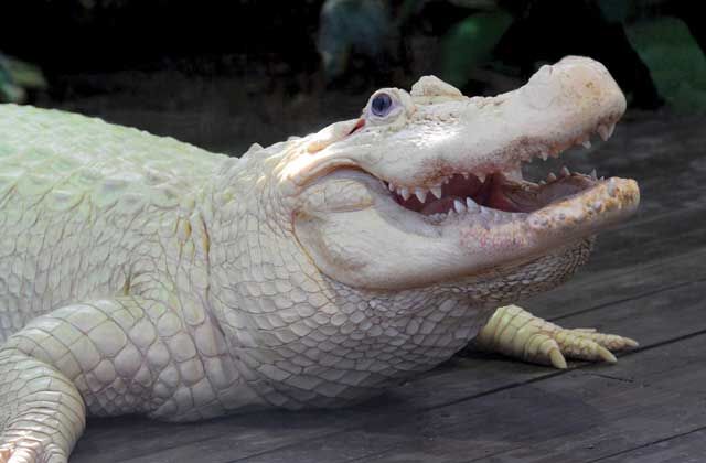 Gatorland is a great spot for a fun-filled day in Orlando! Walk along the swamp boardwalk and climb the observation tower to see over the breeding marsh. Watch birds, wild cats, reptiles, and get up close to the animals at the petting zoo. Learn about conservation and reptiles during the many educational programs. 
@gatorland_orlando