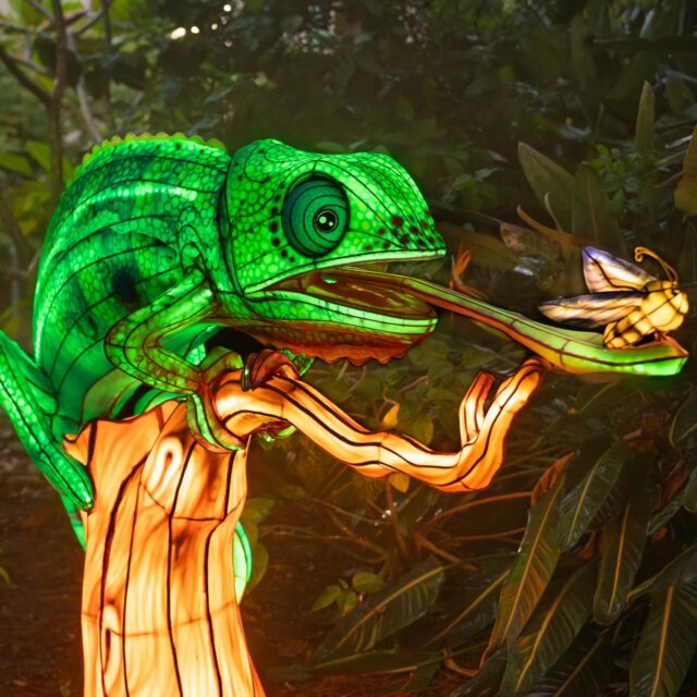 Experience ILLUMINATE – Aquatica's First-Ever Nighttime Lantern Festival from 6 to 10 p.m. on select nights from November 8, 2025, to January 31, 2026. ✨
@Aquatica Orlando